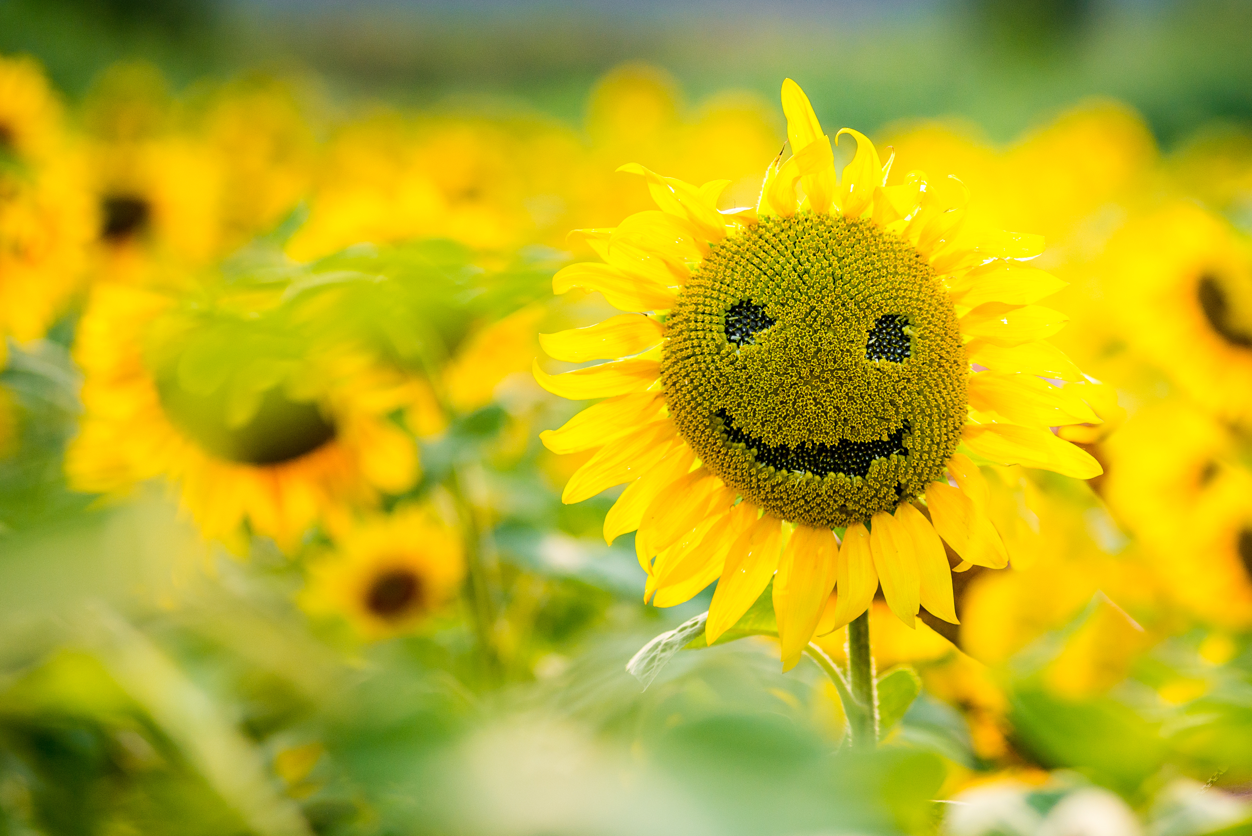 Smile, Sunflower.